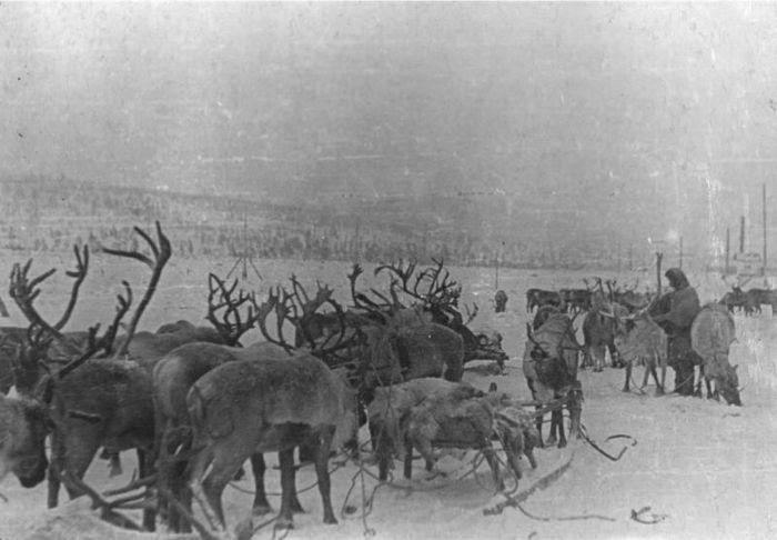 На оленях против Гитлера