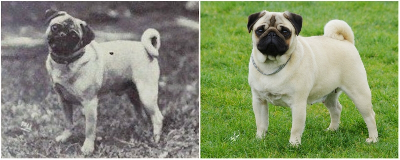 Как изменились породы собак за 100 лет