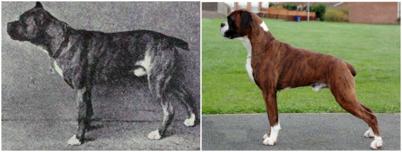 Как изменились породы собак за 100 лет