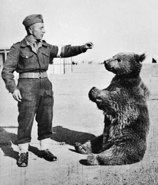 Косолапый вояка: история одного фото из Ирана