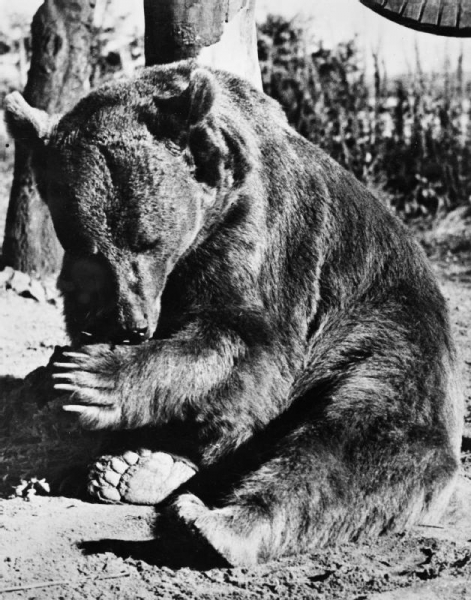 Косолапый вояка: история одного фото из Ирана