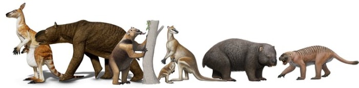 Почему в Австралии вымерли «драконы» и гигантские кенгуру, жившие бок о бок с людьми