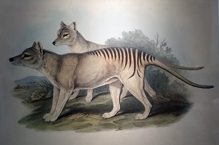 Что увидели ученые на уникальных кинокадрах о тасманском тигре, который исчез 100 лет назад