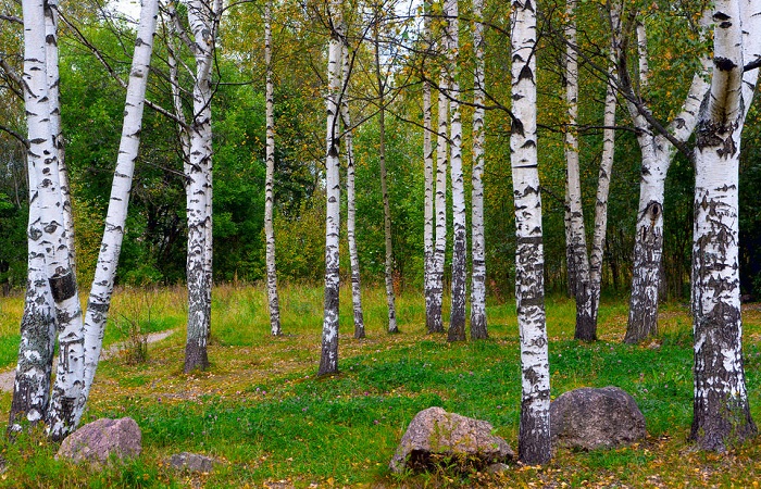 Какие ювелирные шедевры делал из русской берёзки сам Карл Фаберже, и Что особенного в этом дереве
