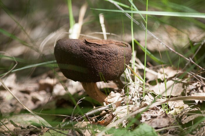 Кто такие обабки да морковники, и почему никто не хотел выходить за них замуж