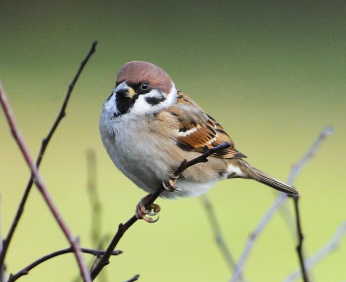 Кто такие обабки да морковники, и почему никто не хотел выходить за них замуж