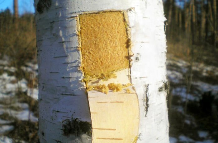 Какие деликатесы ели на Руси, и Почему сегодня это вряд ли кто-то решился бы попробовать