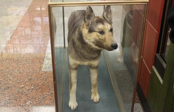  Как Индус стал Ингусом 