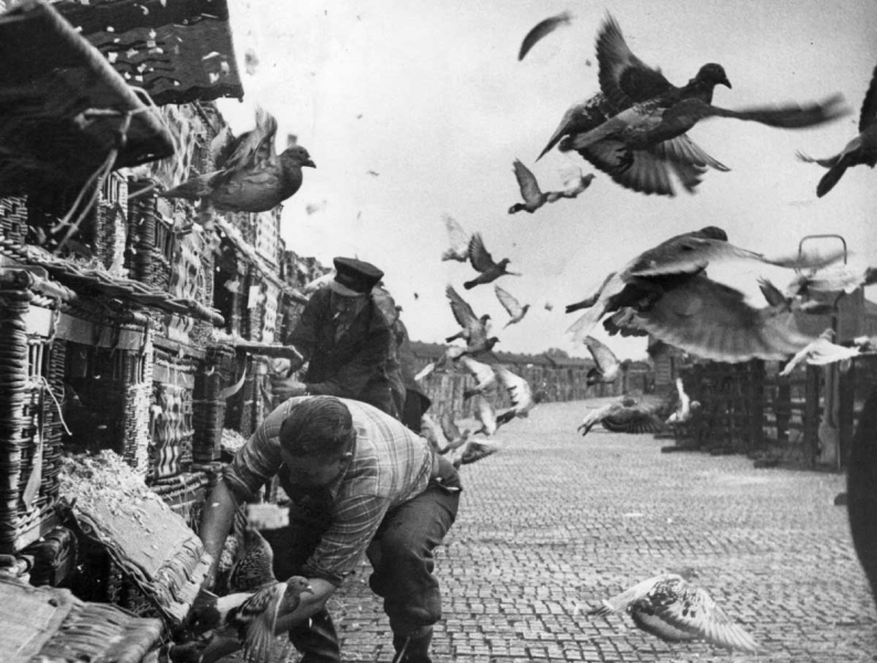 Pigeon Racing: A Miner’s World?