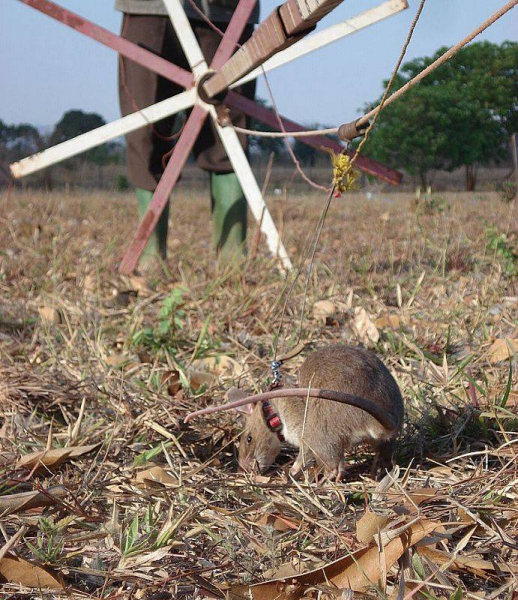 Самая известная крыса-сапёр в истории