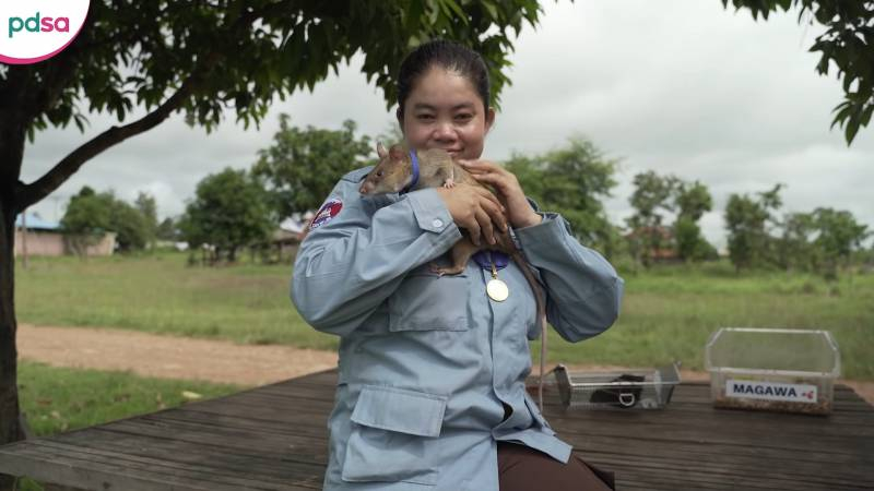 Самая известная крыса-сапёр в истории