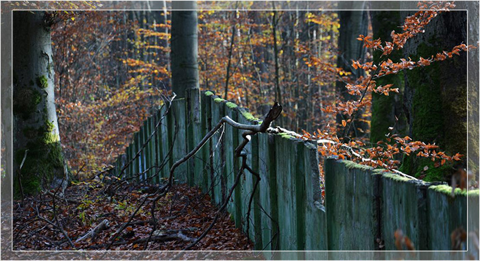 Остатки бетонного забора вокруг лесного посёлка Вандлиц. Остатки бетонного забора вокруг лесного посёлка Вандлиц.