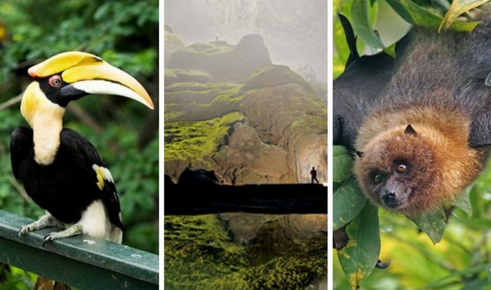 В пещере водятся много редких видов животных и растительности, например, летучая лисица, птица-попугай и другие. В пещере водятся много редких видов животных и растительности, например, летучая лисица, птица-попугай и другие.