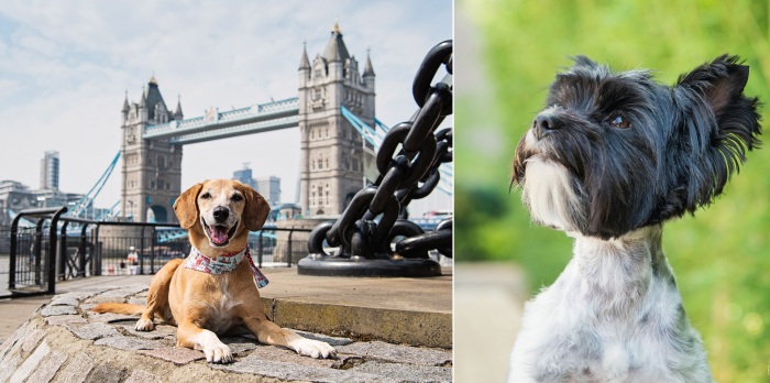 Собаки, которые обрели дом и любящих хозяев, счастливы. Собаки, которые обрели дом и любящих хозяев, счастливы.