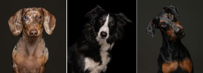 Породистых собак отправляют в приюты по трём основным причинам. Породистых собак отправляют в приюты по трём основным причинам.