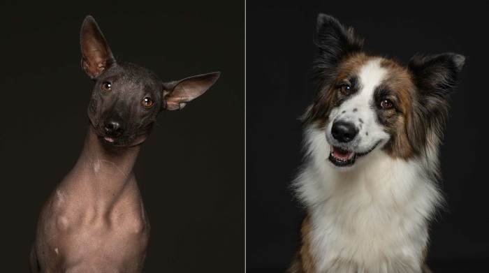 Некоторые заводчики содержат животных в ужасных условиях. Они нужны им только ради наживы. Некоторые заводчики содержат животных в ужасных условиях. Они нужны им только ради наживы.