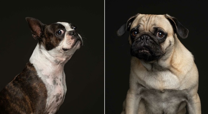 Портреты бывших обитателей приюта никого не оставляют равнодушными. Портреты бывших обитателей приюта никого не оставляют равнодушными.