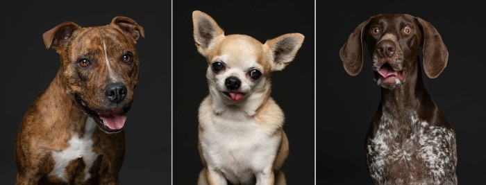 Фотограф призывает искать породистых собаках не в питомниках, а у волонтеров. Фотограф призывает искать породистых собаках не в питомниках, а у волонтеров.