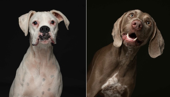 Некоторые заводчики отдают в приюты собак, которые перестали приносить прибыль. Некоторые заводчики отдают в приюты собак, которые перестали приносить прибыль.