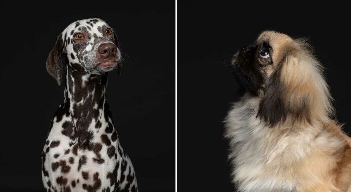 Даже породистые собаки могут годами звать своего хозяина в приюте.. Даже породистые собаки могут годами звать своего хозяина в приюте..