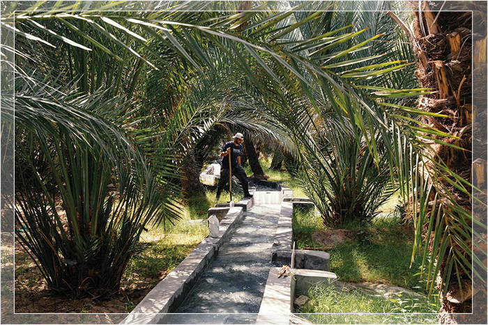 В оазисе Аль-Айн в ОАЭ финиковые пальмы орошаются методом, известным как афладж, при котором вода поступает из гор и родников через туннели и открытые каналы.