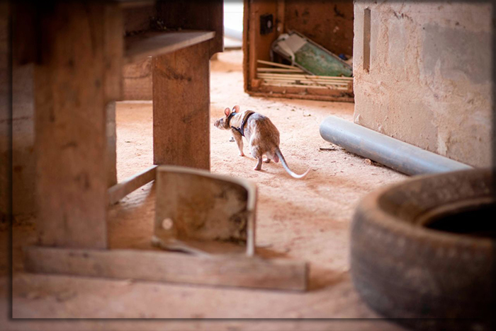 Любознательность этих животных - это главный помощник в их работе. Любознательность этих животных - это главный помощник в их работе.