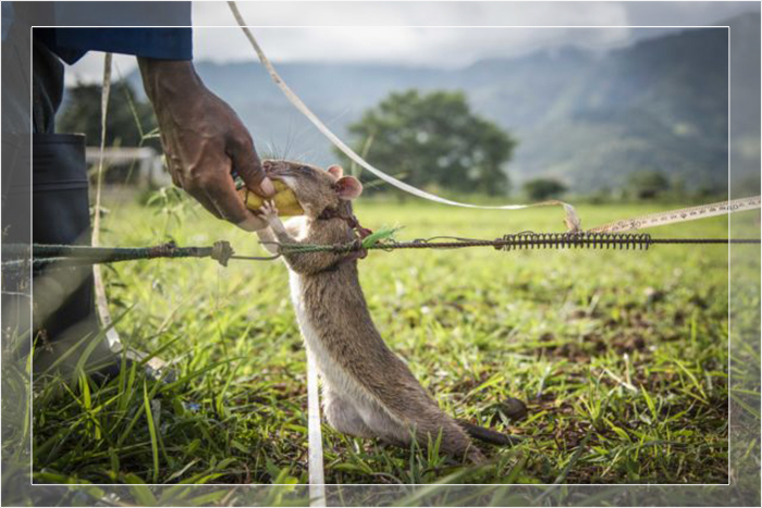 По возвращении с задания крысы получают много угощений. По возвращении с задания крысы получают много угощений.