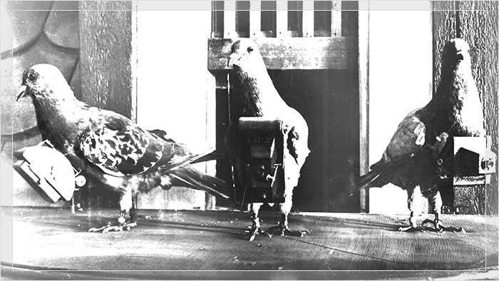 Голуби, которых использовал для съёмки доктор Юлиус Нойброннер, вооружив камерами, в начале 20 века.