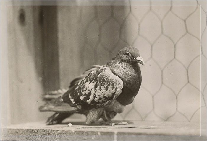 Шер Ами, чёрный голубь, который прославился тем, что разносил сообщения для американских военных во время Первой мировой войны.