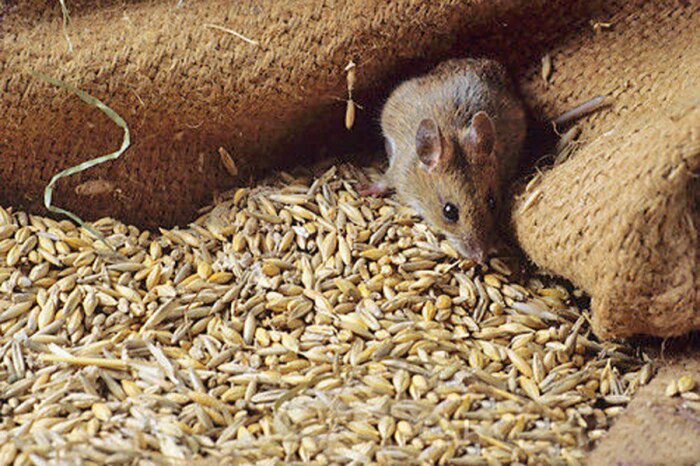 Мышь, ворующая припасы, могла означать грозящее обнищание. /Фото: войнасфейками.рф