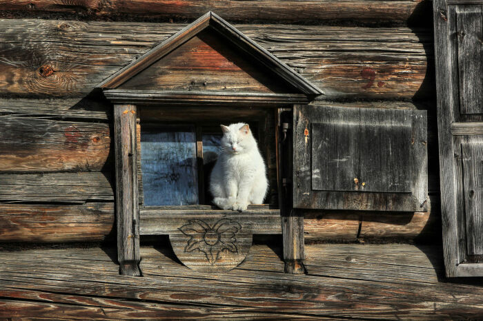 Про кошек говорили, что они могут предсказывать погоду. /Фото: pics.photographer.ru