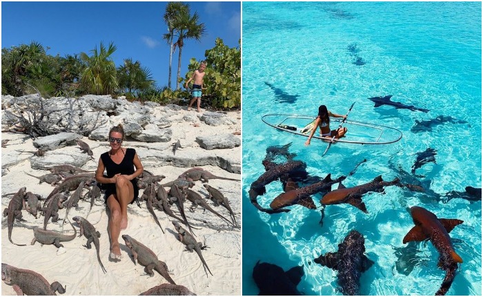 Интерес туристов к животным часто вредит интересам самих животных - Багамы не исключение