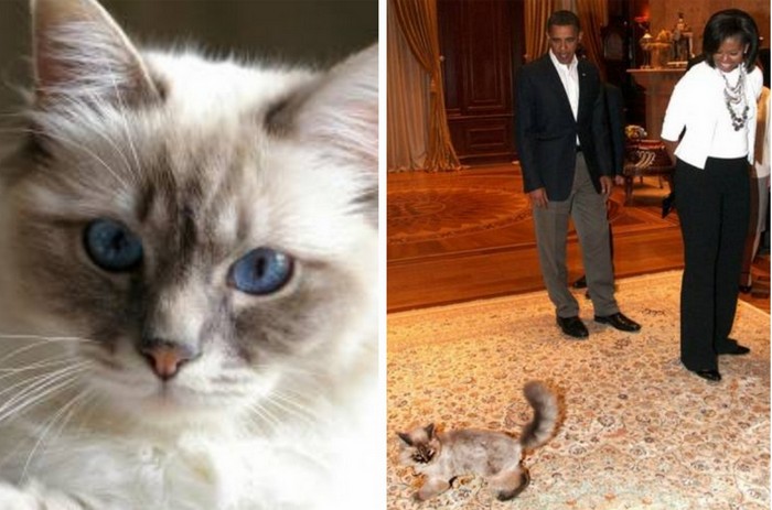 С котом Дорофеем познакомились Барак и Мишель Обама, когда приезжали в Москву.