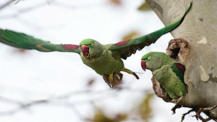 Перелетающий с ветки на ветку попугай хорошо заметен в ветвях благодаря большому веерообразному хвосту. /Фото:news-turk.ru