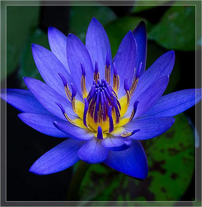 Кроме волшебных свойств, голубой лотос обладает потрясающей красотой и невероятно пленительным ароматом.