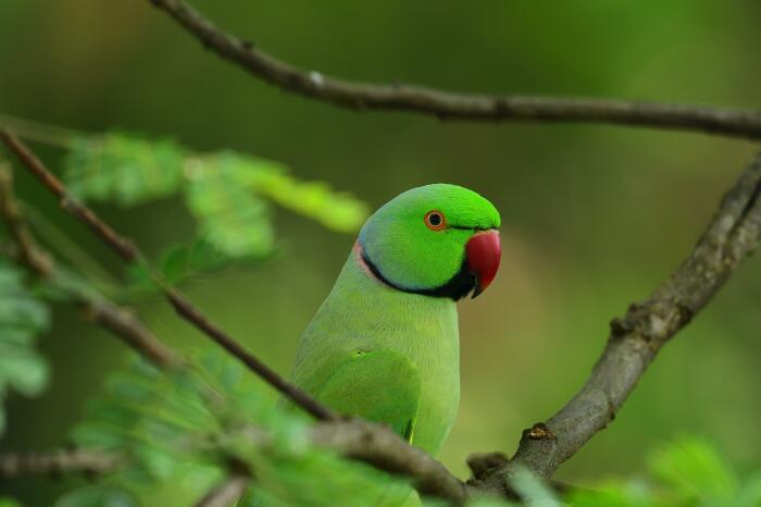Ожереловый попугай в тропиках. / Фото:kartinkin.net