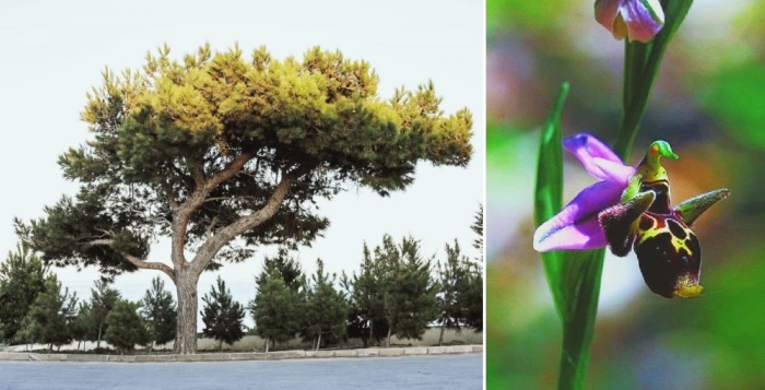 Дерево гледичия каспийская и цветок харыбюльбюль.