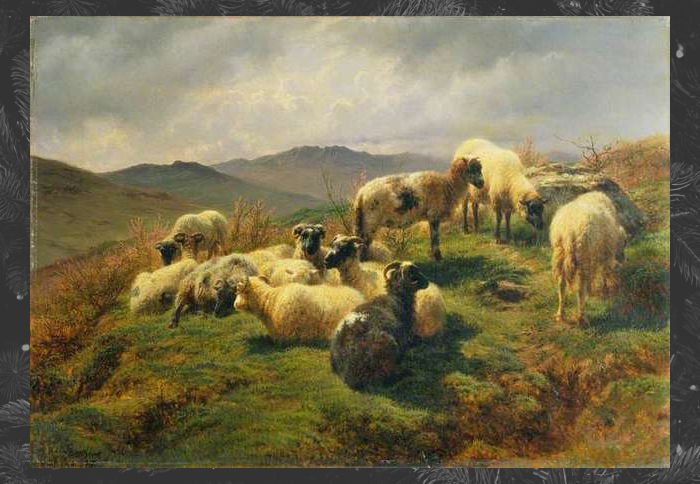 Овцы в горах.