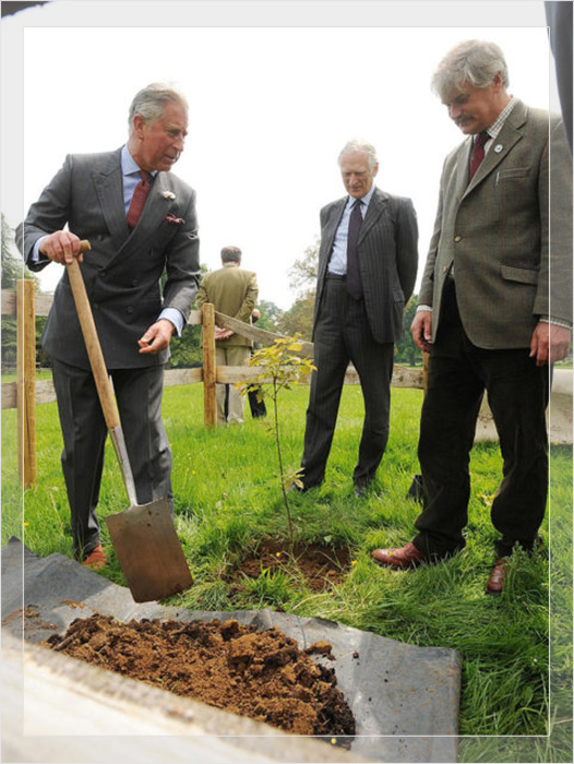 огдашний принц Чарльз помогает посадить дерево в своём поместье Хайгроув в 2008 году.