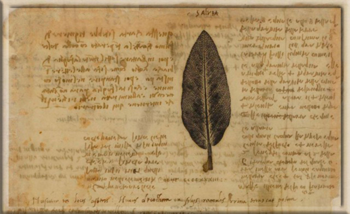 Натуральный отпечаток листа шалфея и текст, написанный «зеркальным письмом».
