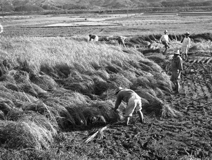 Рабочие с фермы собирают урожай риса на полях за пределами Сеула, 20 октября 1953 года. Фото: bing.com.