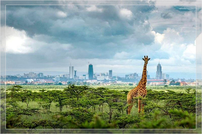 Найроби сочетает в себе ультрасовременный город и природный заповедник.