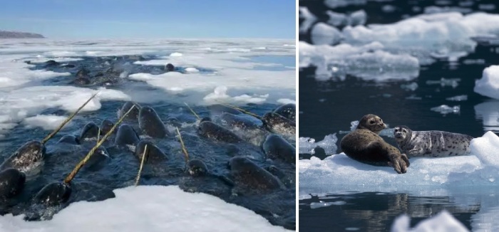 Нарвалы и тюлени под угрозой исчезновения.