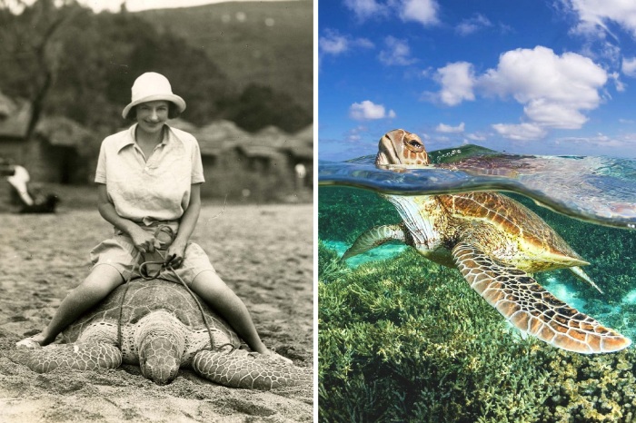 Как на пляжах Австралии катались на черепахах и почему эта забава больше не популярна