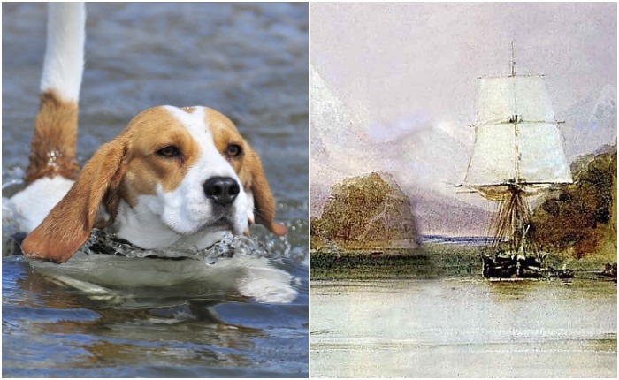 Самый знаменитый «Бигль»: чем прославился корабль, названный в честь собак