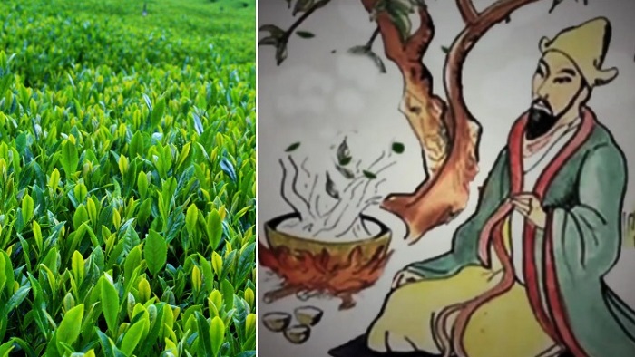 Как возникла традиция сушить и заваривать листья: история чая