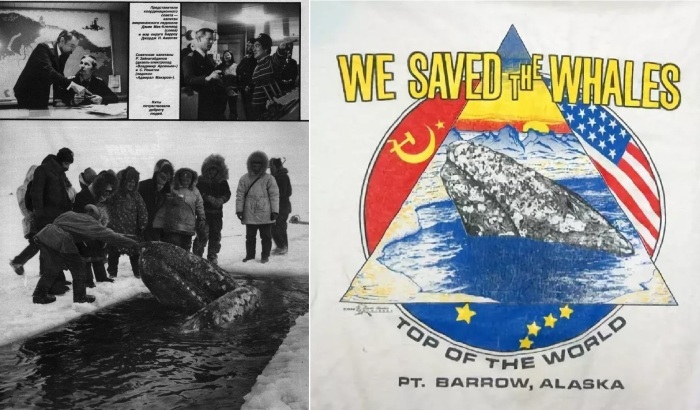 Как советские моряки помогли американским эскимосам спасти зажатых льдами серых китов