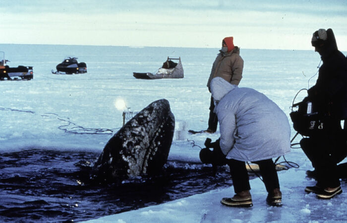 Как советские моряки помогли американским эскимосам спасти зажатых льдами серых китов