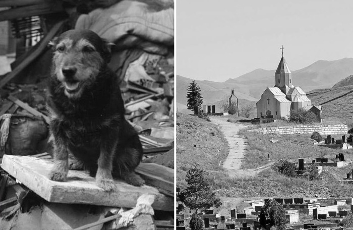 Четыре дня под завалами: Как дворняжка спасла армянскую девочку после землетрясения в Спитаке