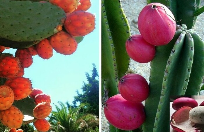 Какие виды кактусов могут накормить и напоить путников, а какие лучше обойти стороной